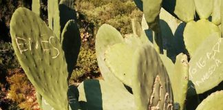 Kolonya Kardeşliği