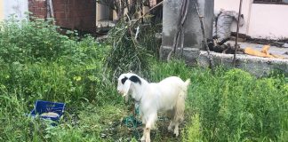 Keçi Çobanı Hatçe (Seslendiren: Pınar Dağcıoğlu)